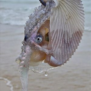 Meet your Posher, Pampata